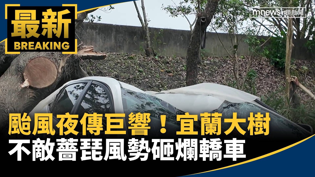 颱風夜傳巨響！　宜蘭大樹不敵薔琵風勢砸爛轎車