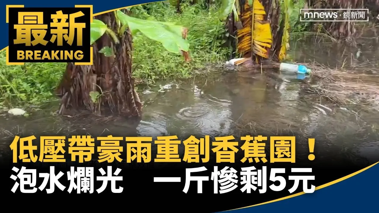 低壓帶豪雨重創！　香蕉園泡水爛光　一斤慘剩5元