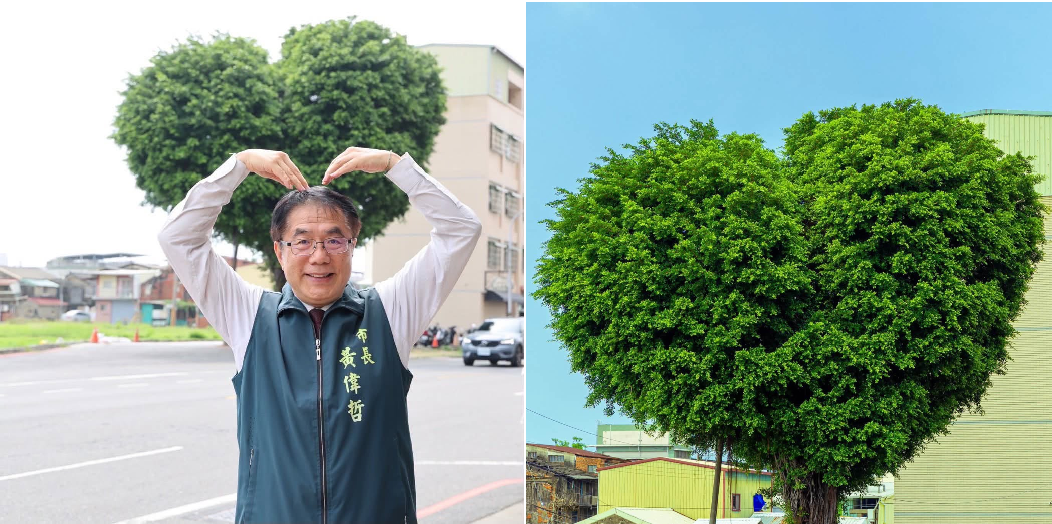 台南「愛心樹」爆紅　黃偉哲加碼揪蔡英文朝聖「香菇頭樹」
