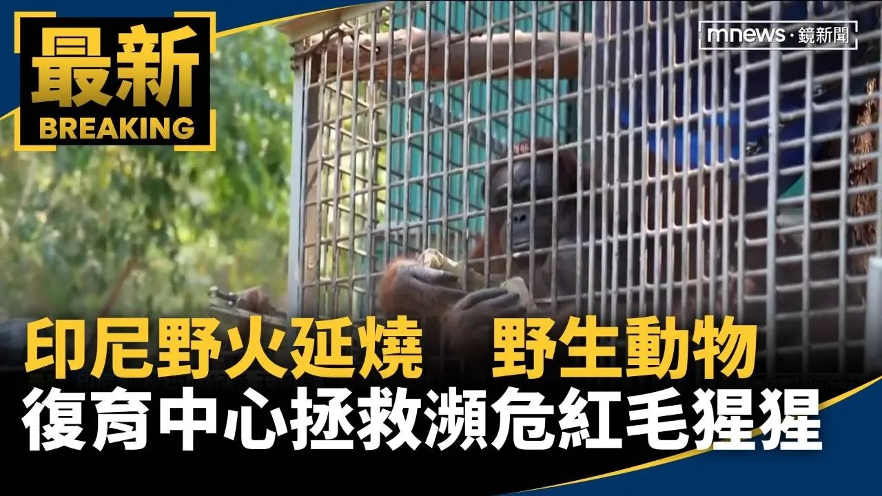 印尼野火延燒　野生動物復育中心拯救瀕危紅毛猩猩
