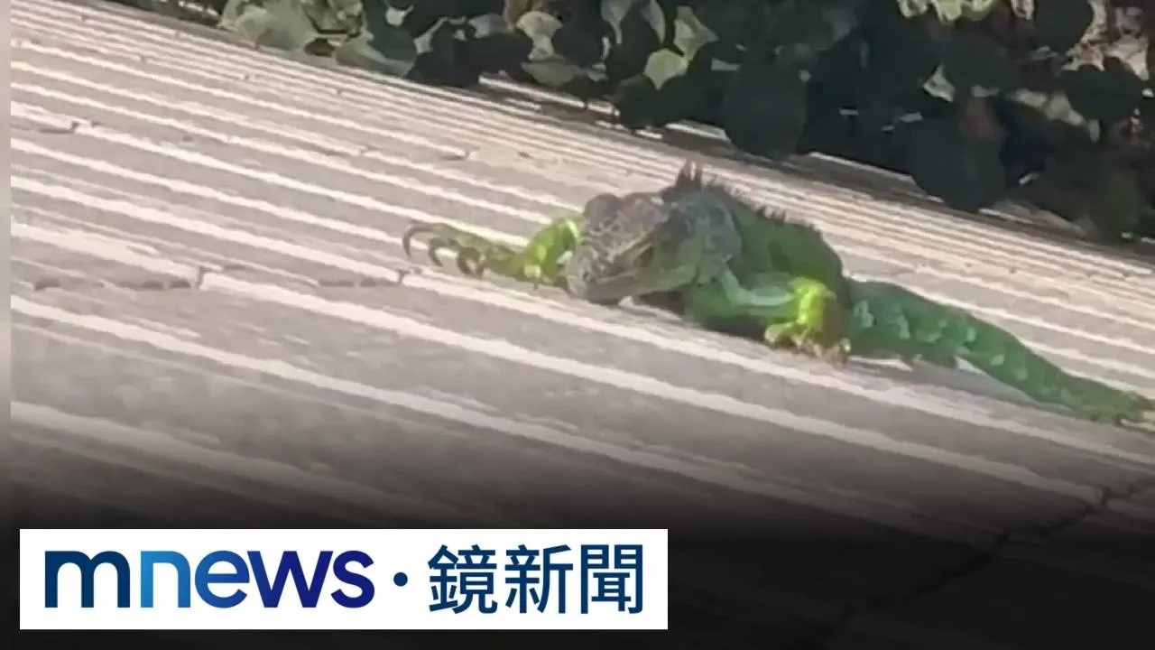 不速之客！綠鬣蜥闖國道跨越分隔島　駕駛嚇壞急閃