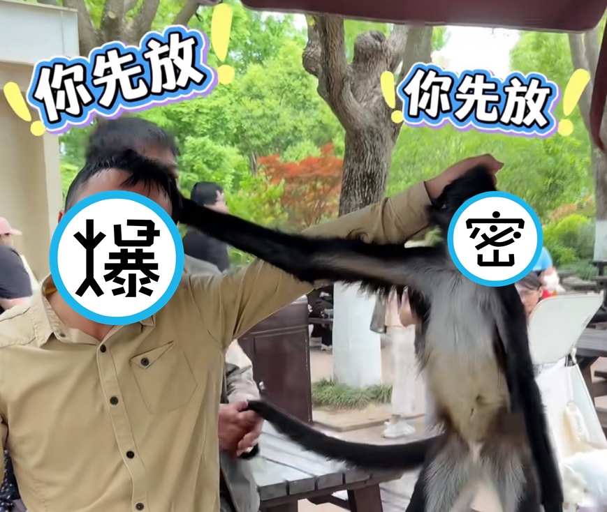 上海野生動物園的蜘蛛猴豆豆對自己的保育員出手,沒想到保育員也立刻還手,雙方僵持不下。(翻攝上海野生動物園小紅書)