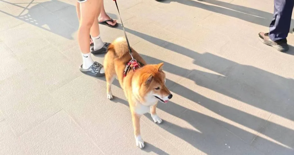 趕上班遇頑皮萌柴犬！她開門秒被「霸占副駕搭便車」 　警靠1招火速尋獲飼主