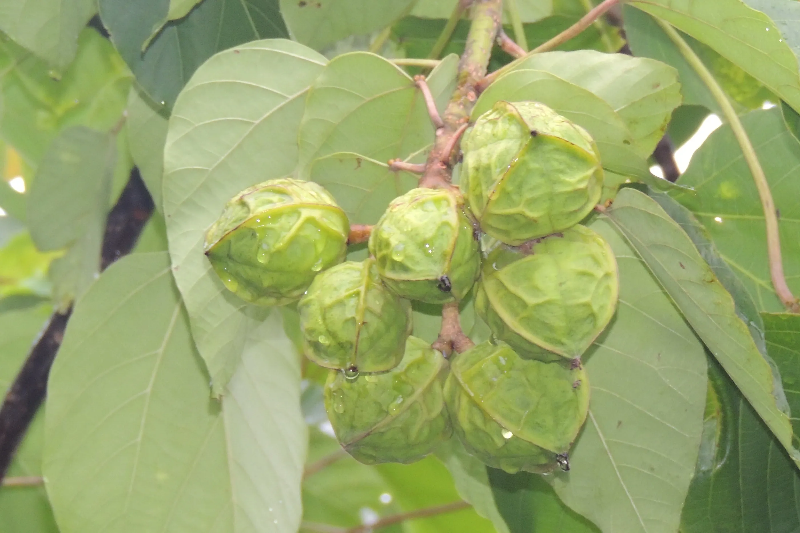 北市14國中生誤食有毒油桐子送醫！他狂吞8顆「嚴重嘔吐又虛弱」　醫曝最新病況