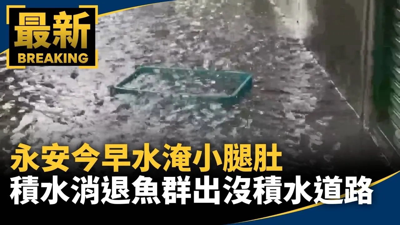 永安今早水淹小腿肚　積水消退魚群出沒積水道路