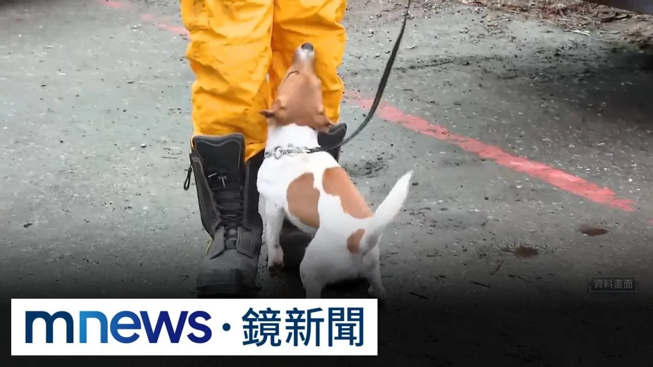 獨家／搜救犬Wilson「受虐致死」？　消防局長：遺骸照證明無異常骨折