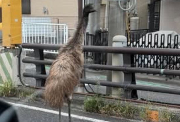 日本滋賀縣守山市一處住宅區街頭,近日驚見一隻體長約2公尺的「鴯鶓」在馬路上悠閒逛街,還一度靠近路人。(翻攝自X@wand530544)