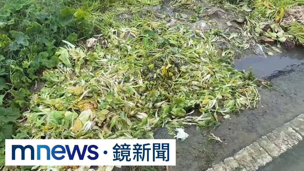 恐爆搶菜潮？　南部農田慘淹　梓官菜農悲喊損失上百萬