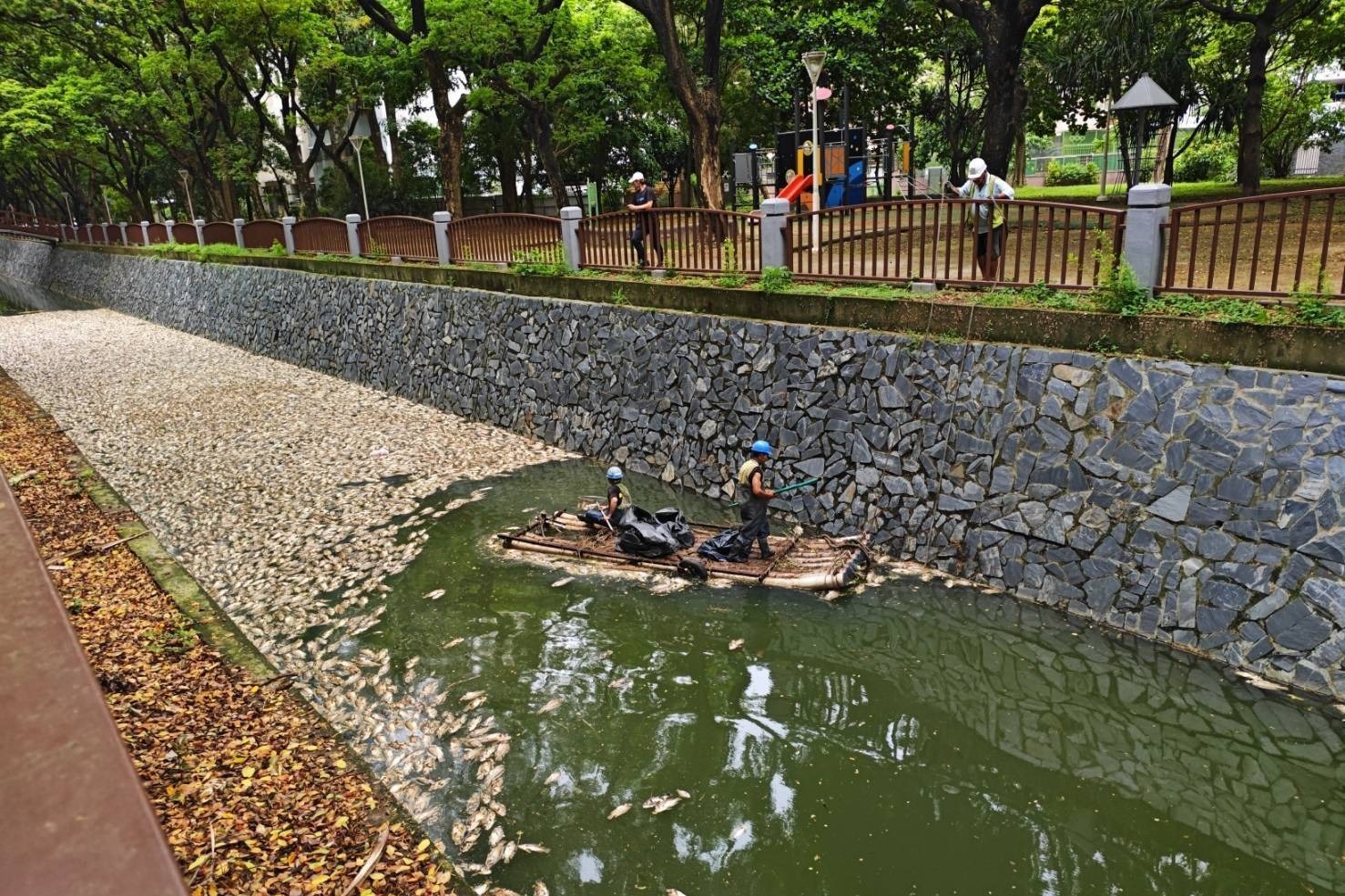 高雄楠梓區後勁溪近日浮出多達5000公斤的魚屍。(高市環保局提供)