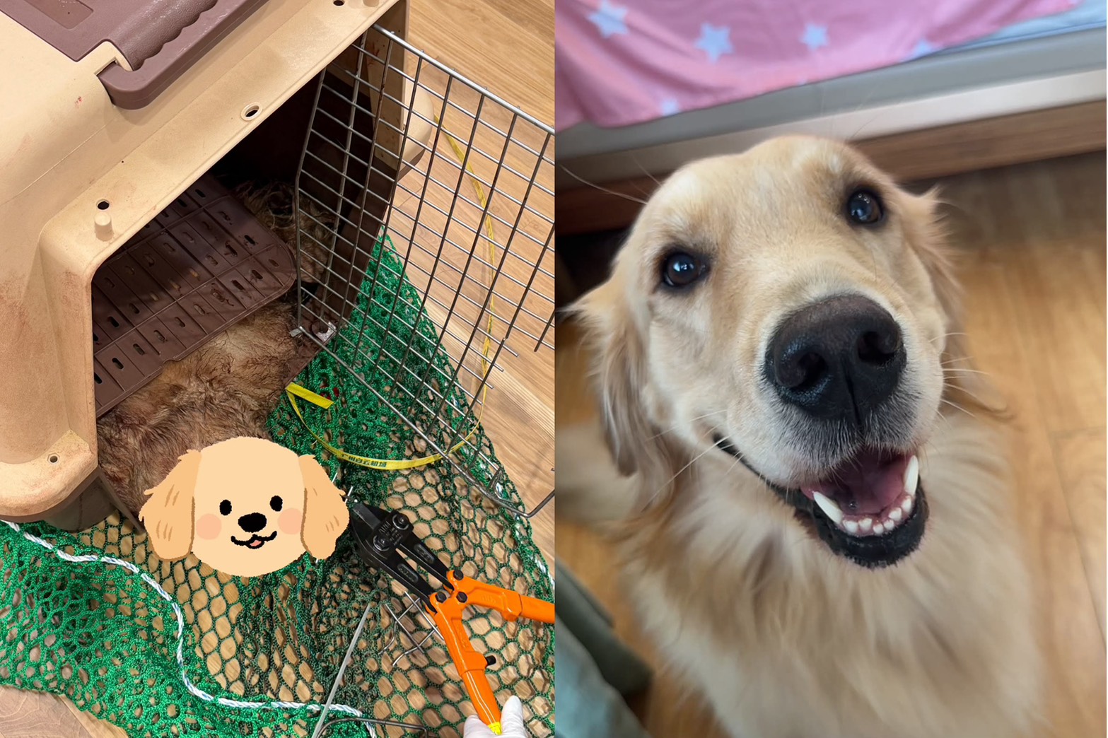 愛犬搭機變遺體!託運「消失2小時」飼主追真相 大韓航空回應了