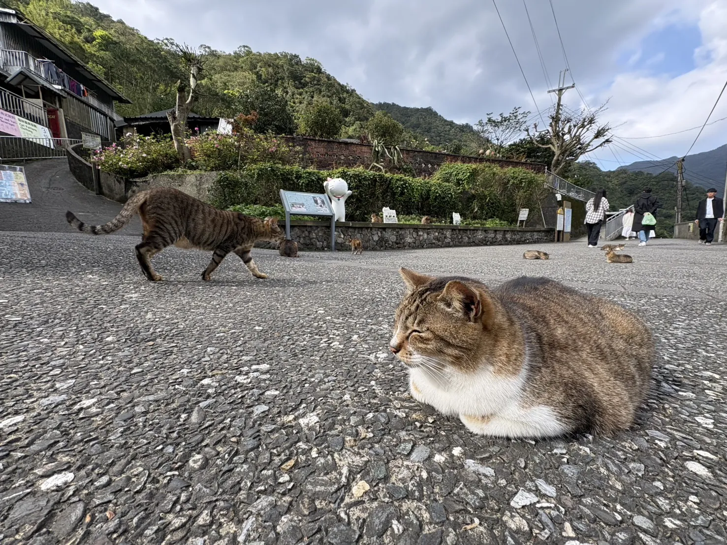 今天國際貓咪日！猴硐貓公所辦送養會　快來把萌貓帶回家