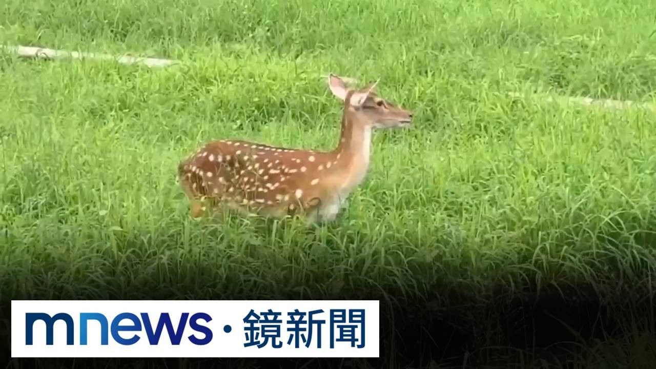 「逃家鹿」凌晨上街逛700米！　飼主急PO文找梅花鹿「小花」