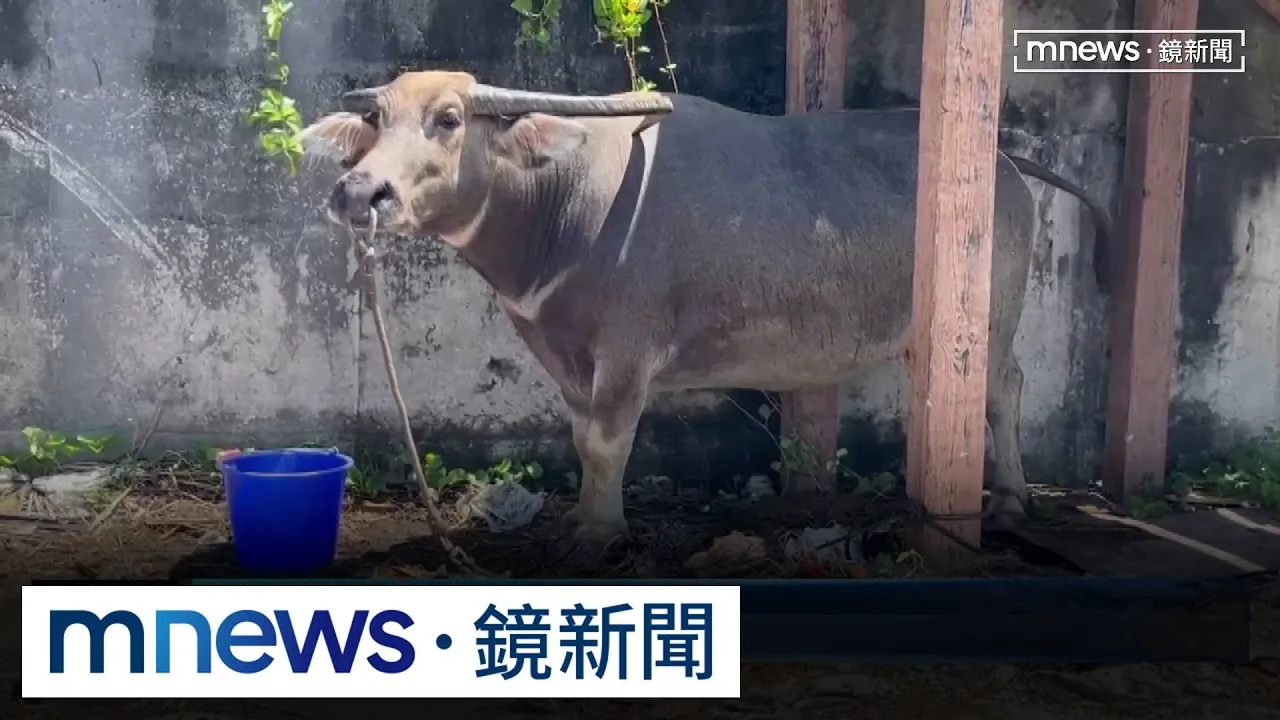 不捨被宰！　志工「買牛救命」從綠島跨海送雲林安養
