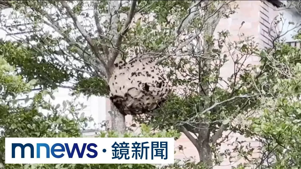 黑腹虎頭蜂校園裡築巢嚇壞師生　出動吊車驚險拆除