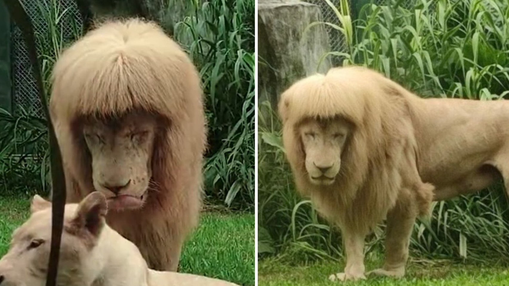 廣州動物園明星白獅阿杭因「齊瀏海」髮型爆紅。(翻攝自微博)