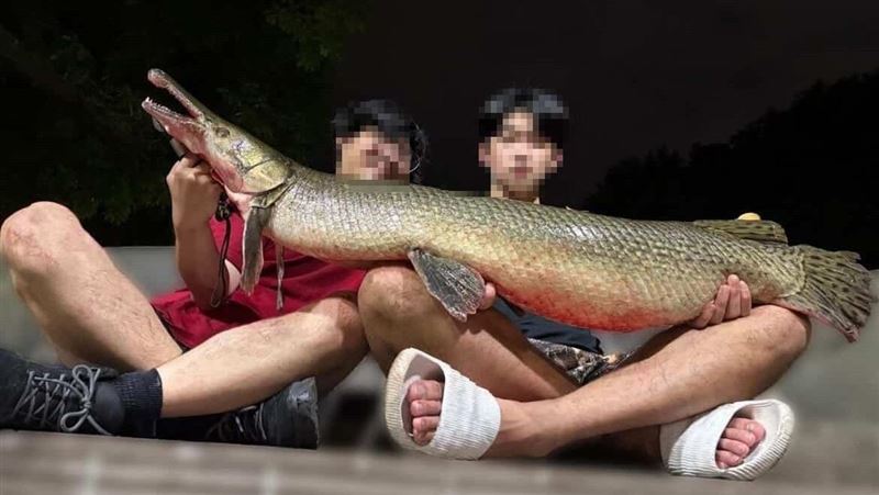 成功大學釣魚社臉書PO出照片、影片,將台北市228和平紀念公園的吉祥物「鱷雀鱔」釣起,並帶到熱炒店料理吃下肚。(翻攝自成大釣魚社臉書社團)