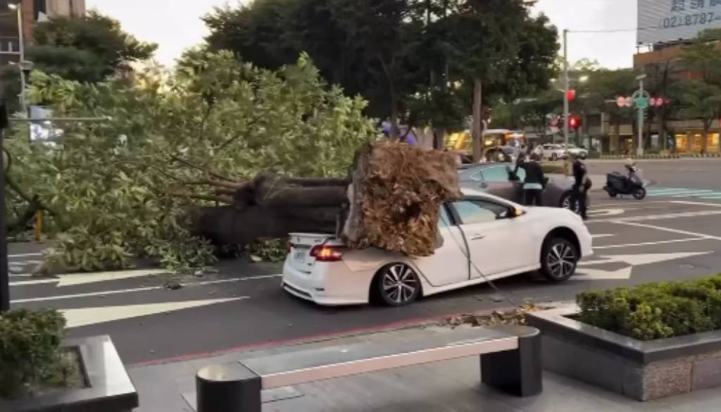 路樹砸中轎車,所幸無人受傷。(翻攝網路)
