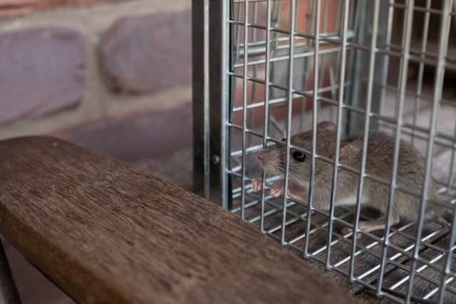 淡水滷味攤驚見老鼠爬食材全報廢　衛生局稽查揪缺失限期改善