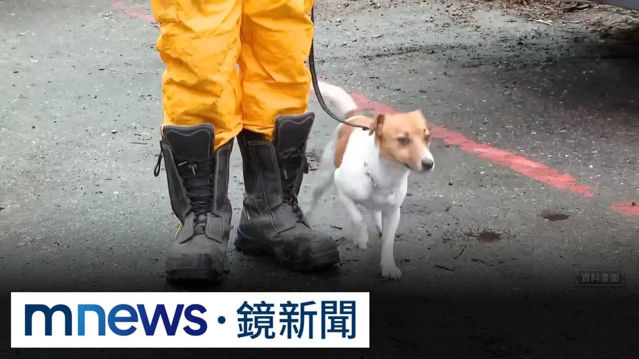 獨家／花蓮強震搜救犬Wilson遭爆「被虐死」　內部「下令封口」