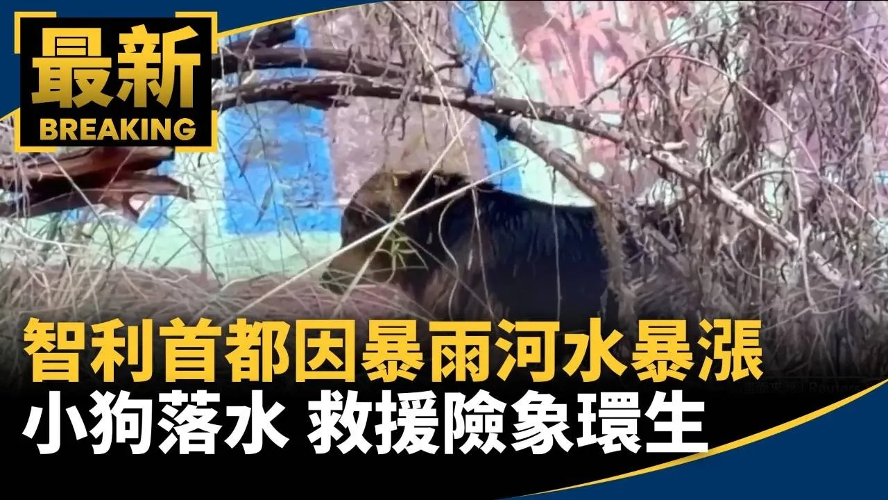 智利首都因暴雨河水暴漲小狗落水　救援險象環生