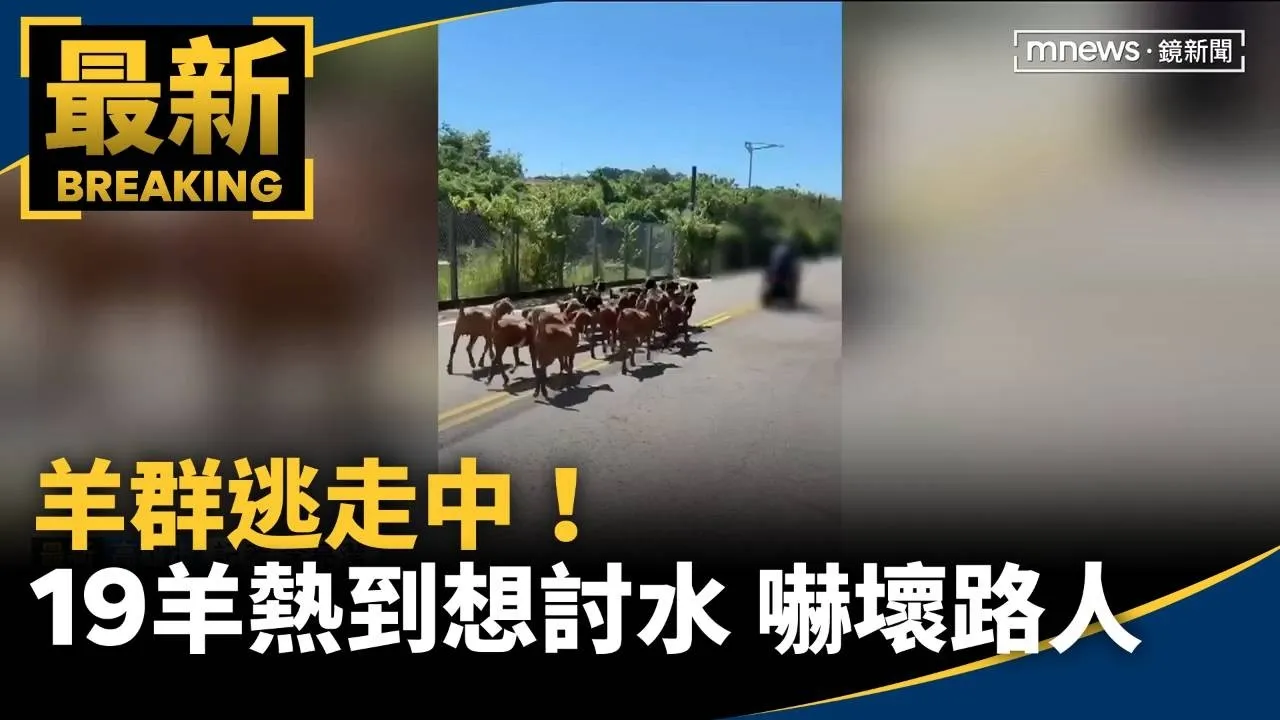 羊群逃走中！19羊疑似被熱到想討水喝　嚇壞路人