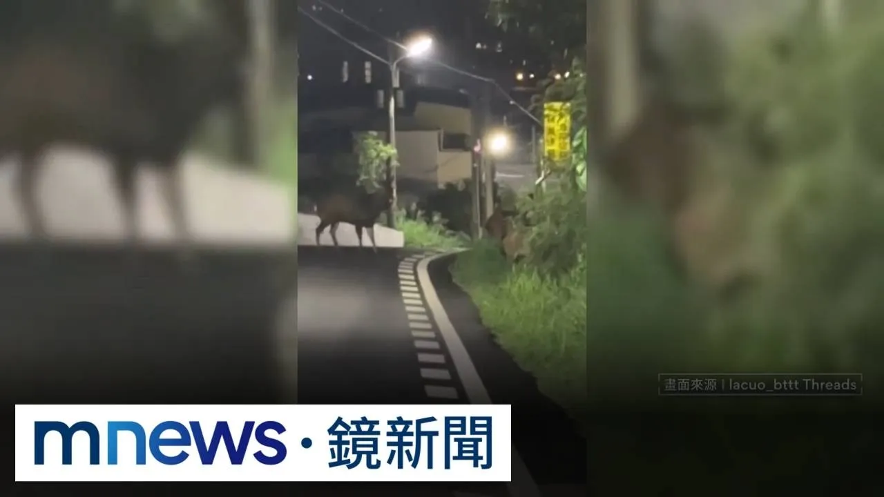 巧遇巨鹿錄影留念　意外拍到「小鹿亂撞」騎士險摔