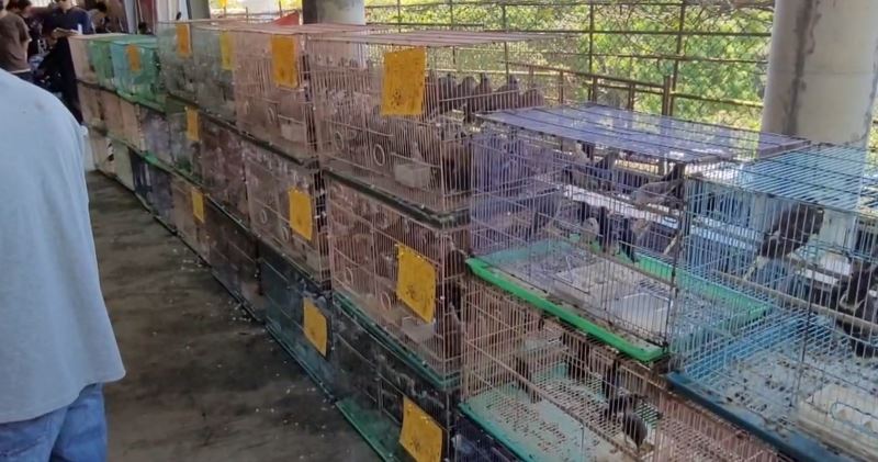 新北宗教團體「為消災解厄」放生2000隻鳥。(取自新北動保處官網)