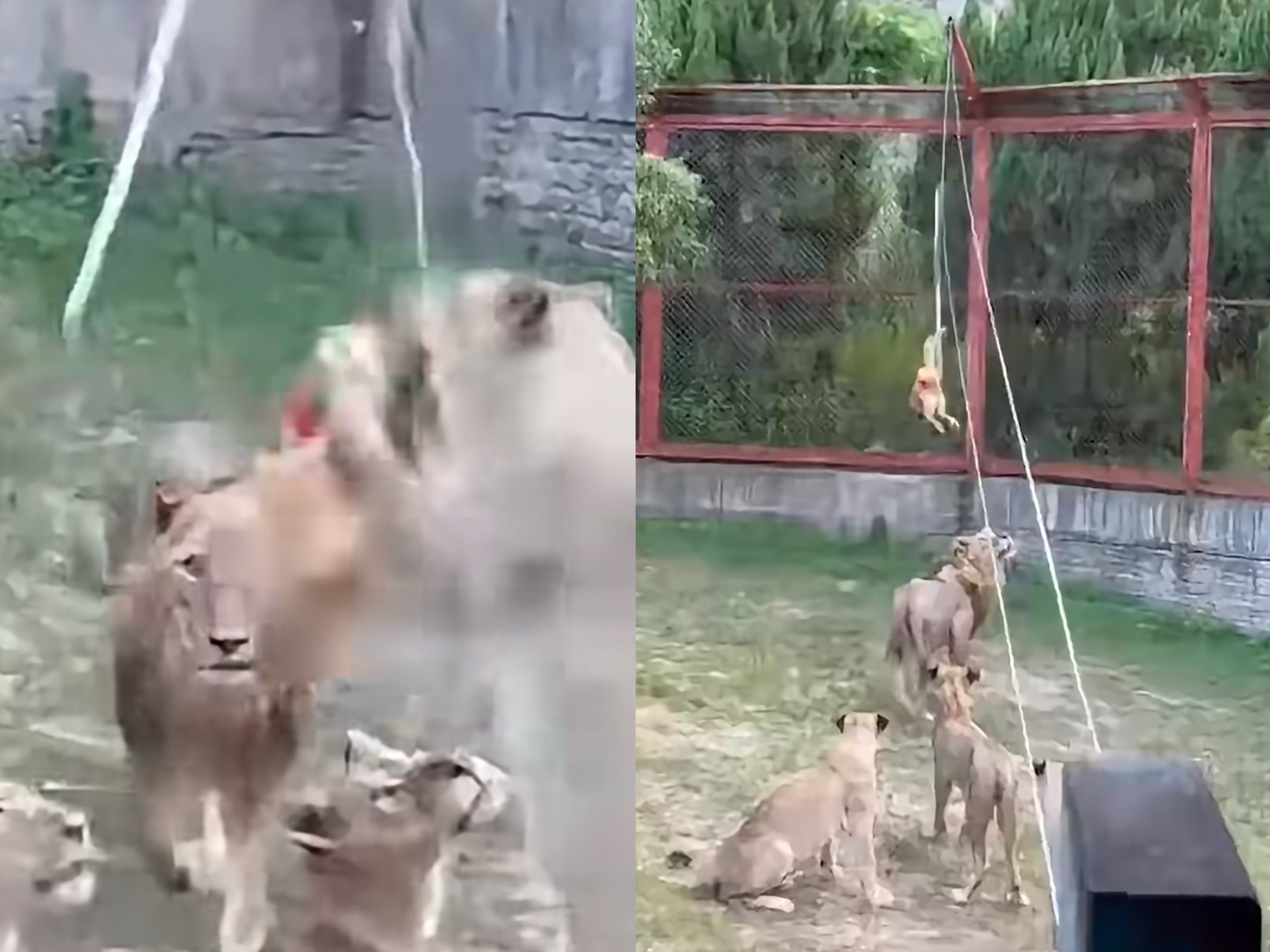工作人員以繩索吊掛活雞,反覆挑逗猛獸撕咬。(翻攝自微博)