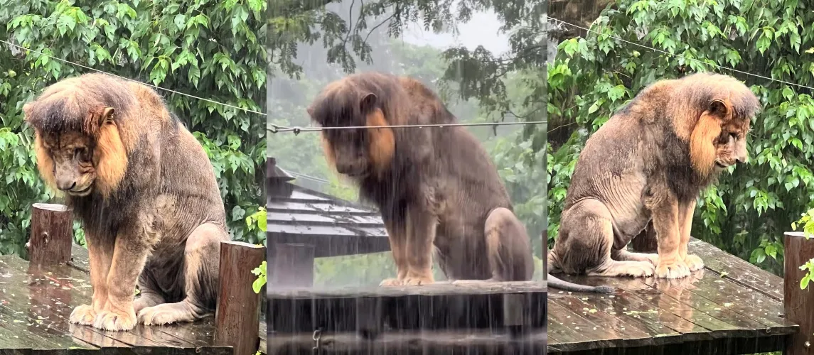 太愛淋雨！「獅魂落魄」狂淋1.5小時...壽山動物園澄清：牠沒失戀　加碼曝3大「濕獅」癖好