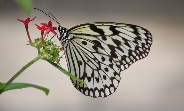 一名爸爸竟為了給孩子見面禮,靠汗水在動物園內偷了2隻大白斑蝶。(翻攝動物園網站)