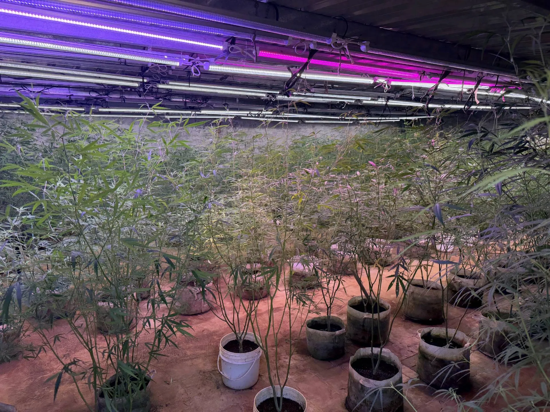 以農場為掩護雇移工種大麻　曾姓父子下場慘了