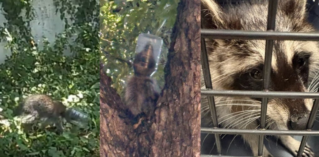 這隻浣熊因尋找食物而陷入困境並在住宅區遊蕩多日,最終在達拉斯動物服務處工作人員的耐心等候下順利獲救。(翻攝自instagram/dallasanimalservices)