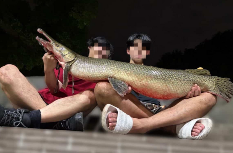 成功大學校友將228和平紀念公園的吉祥物「鱷雀鱔」釣走料理。(翻攝自臉書)