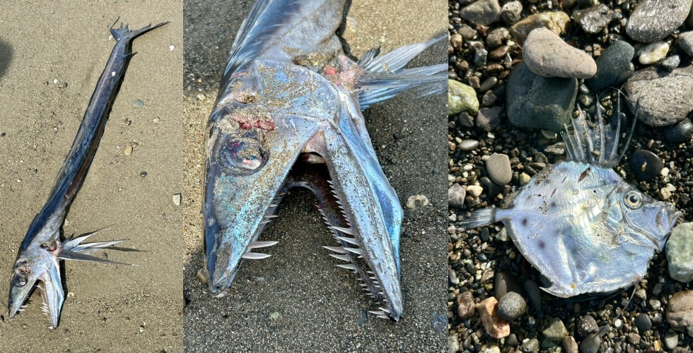日本網友在靜岡海岸目擊兩隻外型獨特的深海魚被沖上岸,照片在社群平台X上斬獲超過260萬次觀看。(翻攝自X)
