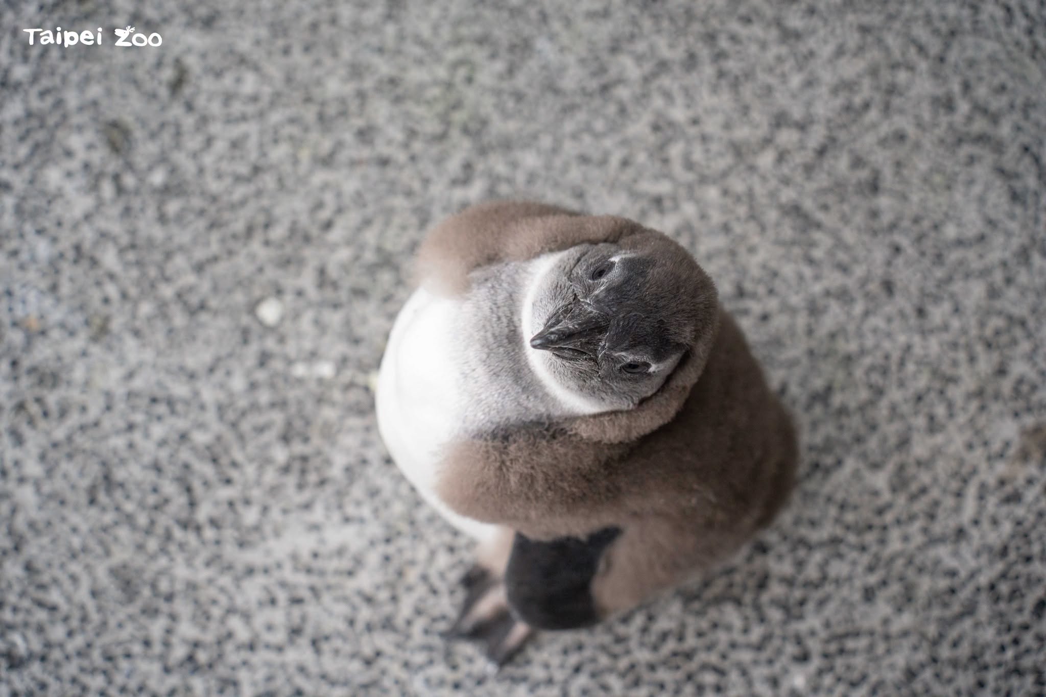 台北市立動物園今年迎來一波黑腳企鵝寶寶潮。(翻攝自臉書Taipei Zoo 臺北市立動物園)