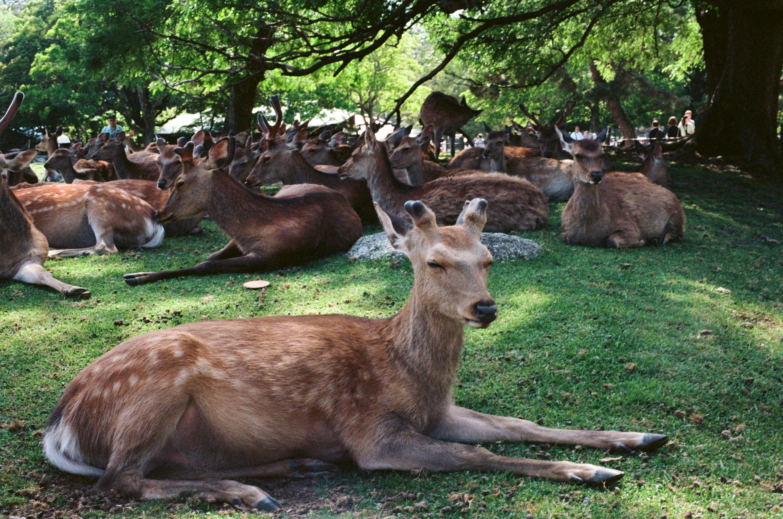 奈良公園神鹿數量創下73年新高,官方呼籲遊客切勿餵食鹿仙貝以外的食物。(示意圖,pexels)