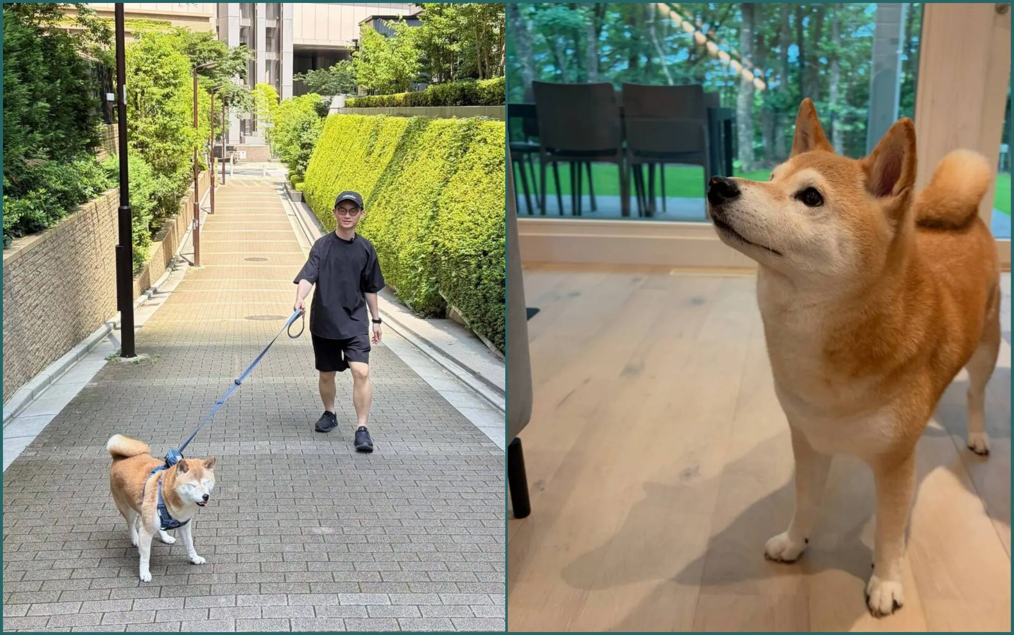 視網膜旅居日本遭影射愛犬亂尿　不能忍！怒寫2封長信為柚子討公道