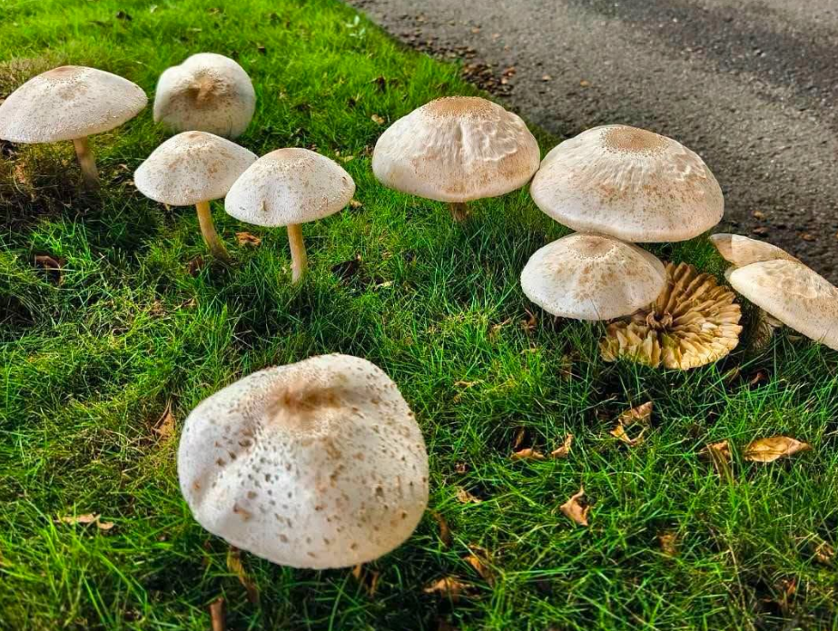 高雄再現菇菇裁培奇景！爆一家3口誤食「路邊野菇」中毒　上吐下瀉送醫