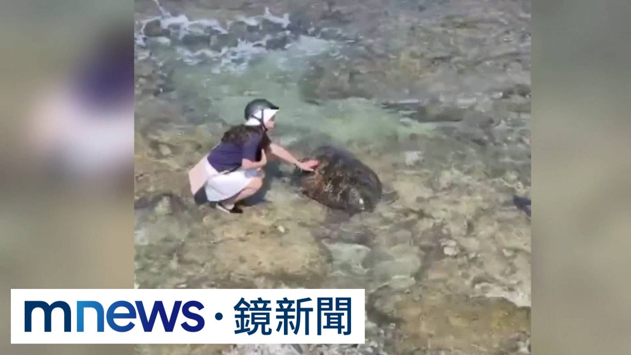 小琉球遇海龜太興奮！　美籍夫妻輪流摸恐罰30萬
