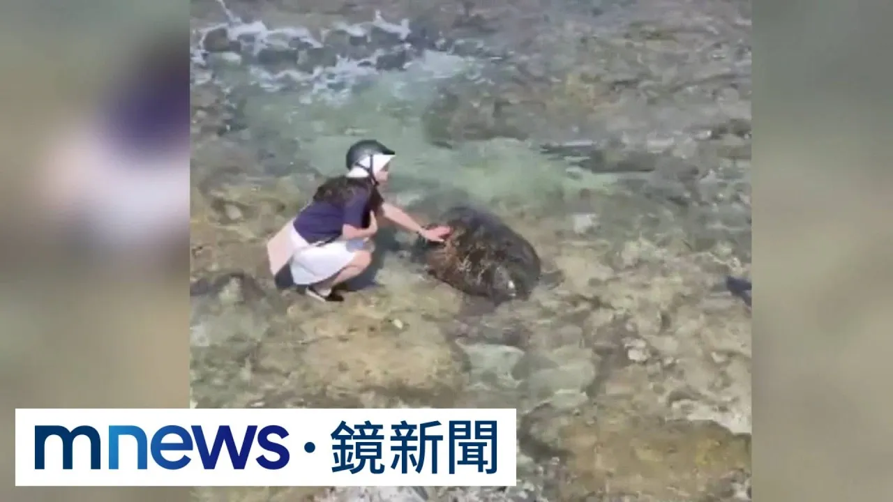 小琉球遇海龜太興奮！　美籍夫妻輪流摸恐罰30萬