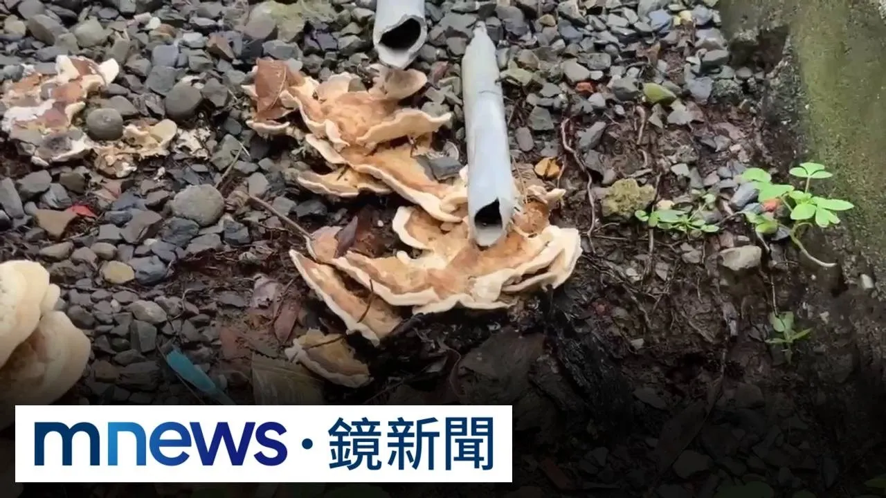 連日雨「生菇」　高雄野菇神似靈芝、台南路邊長木耳