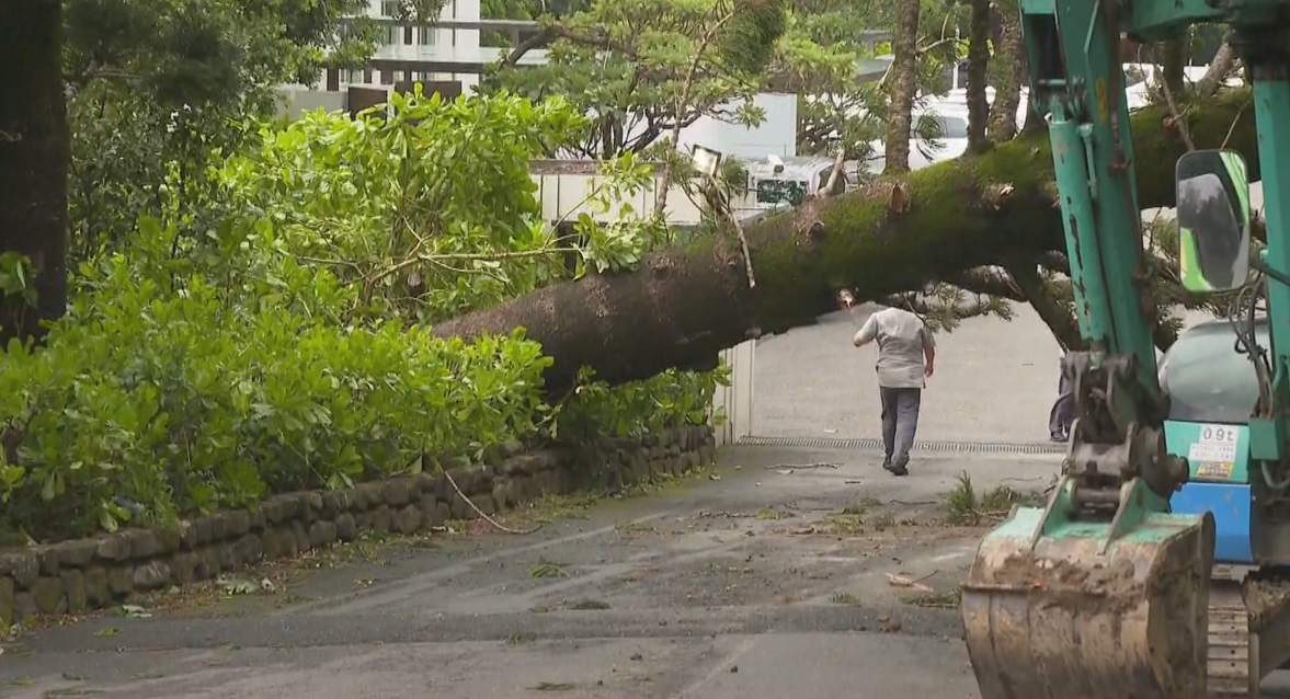 墾丁公園路上的大樹被強風吹倒。(資料畫面)