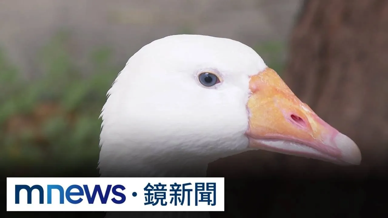 野生捕獲網紅鵝「咪咪」逛百貨公司　民眾興奮錄影