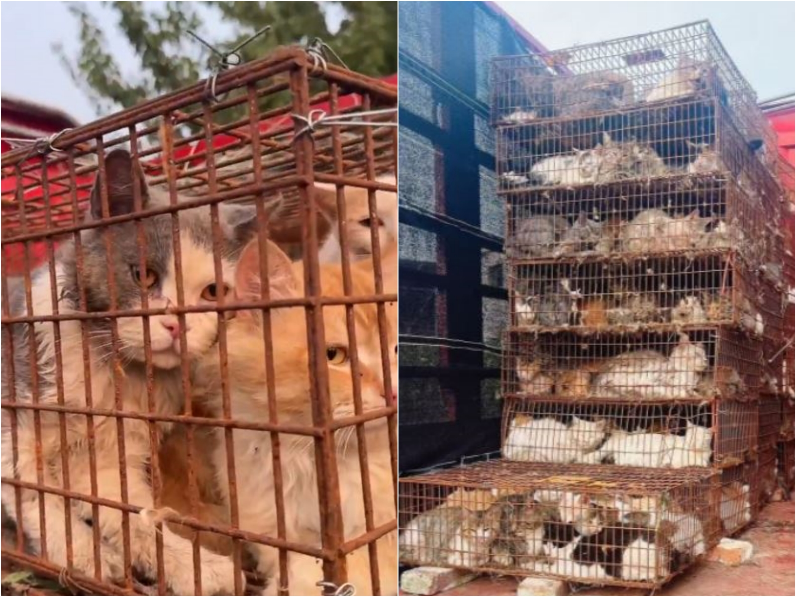 中國山東驚見非法偷貓車,近700隻貓被救下來。(翻攝微博)