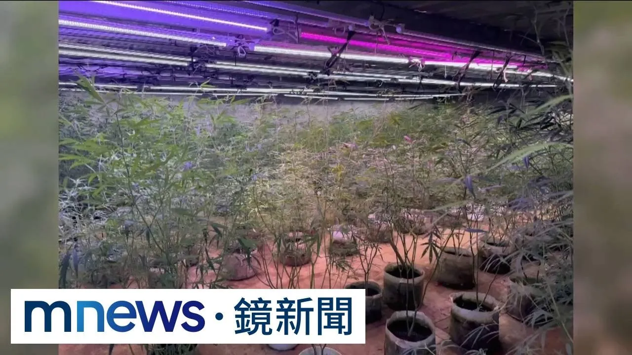515株大麻藏石門山區！　父子檔打造大型種植場