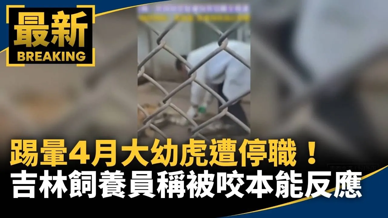 踢暈4月大幼虎遭停職！　吉林飼養員稱被咬本能反應
