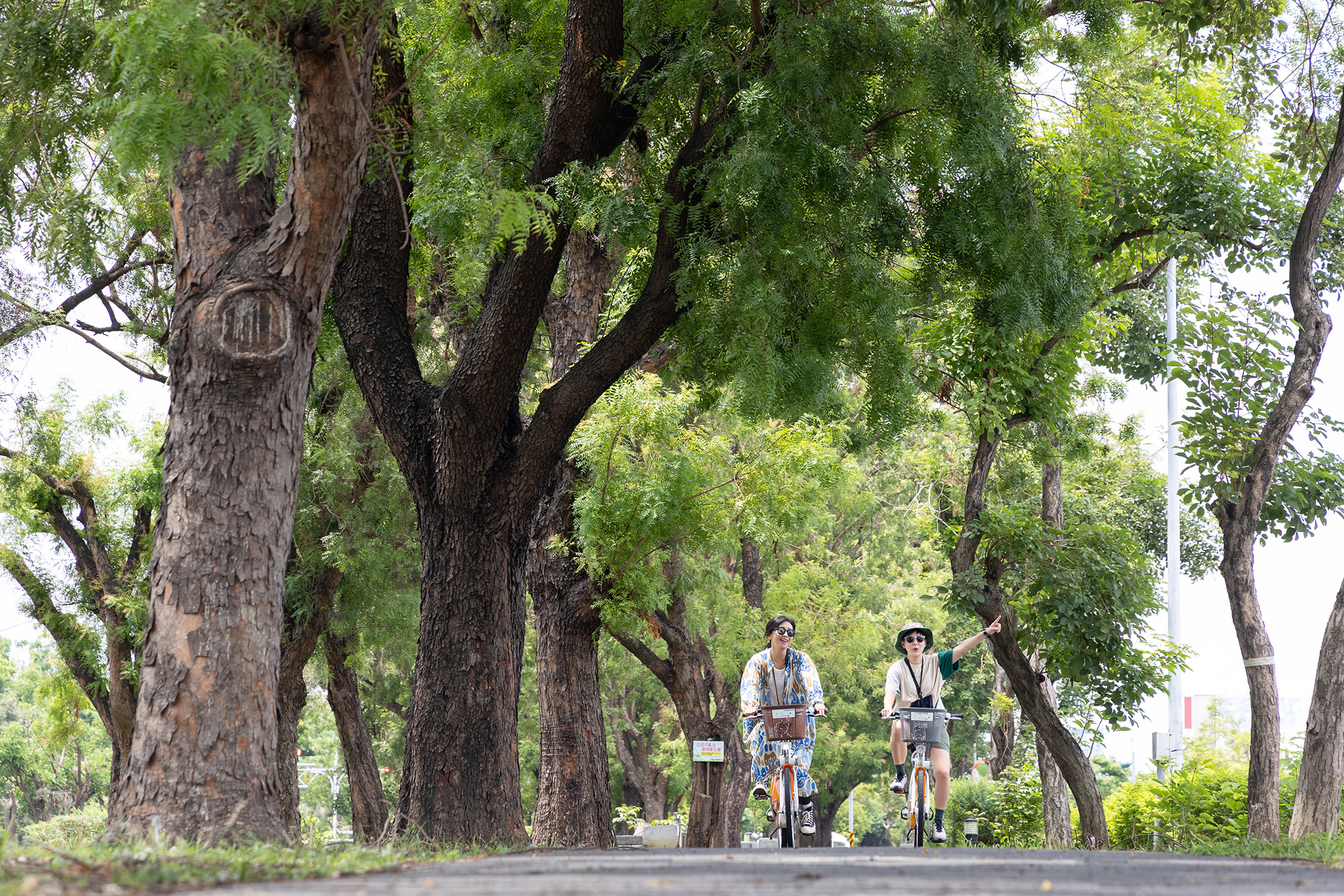 嘉義市「環市自行車道」的世賢路段兩旁是林蔭大道,騎起自行車特別舒適宜人。