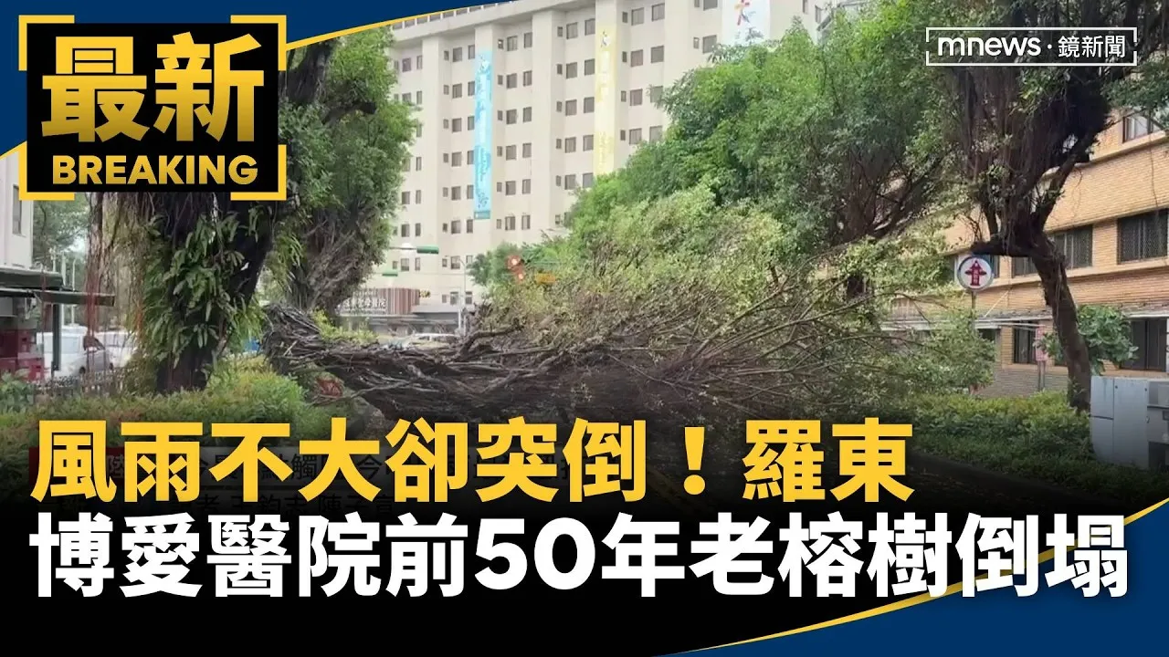 風雨不大卻突倒！　羅東博愛醫院前50年老榕樹倒塌