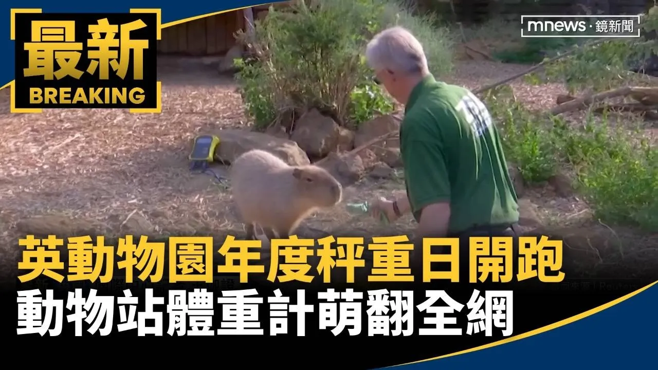 英動物園「年度秤重日」開跑　動物站體重計萌翻全網