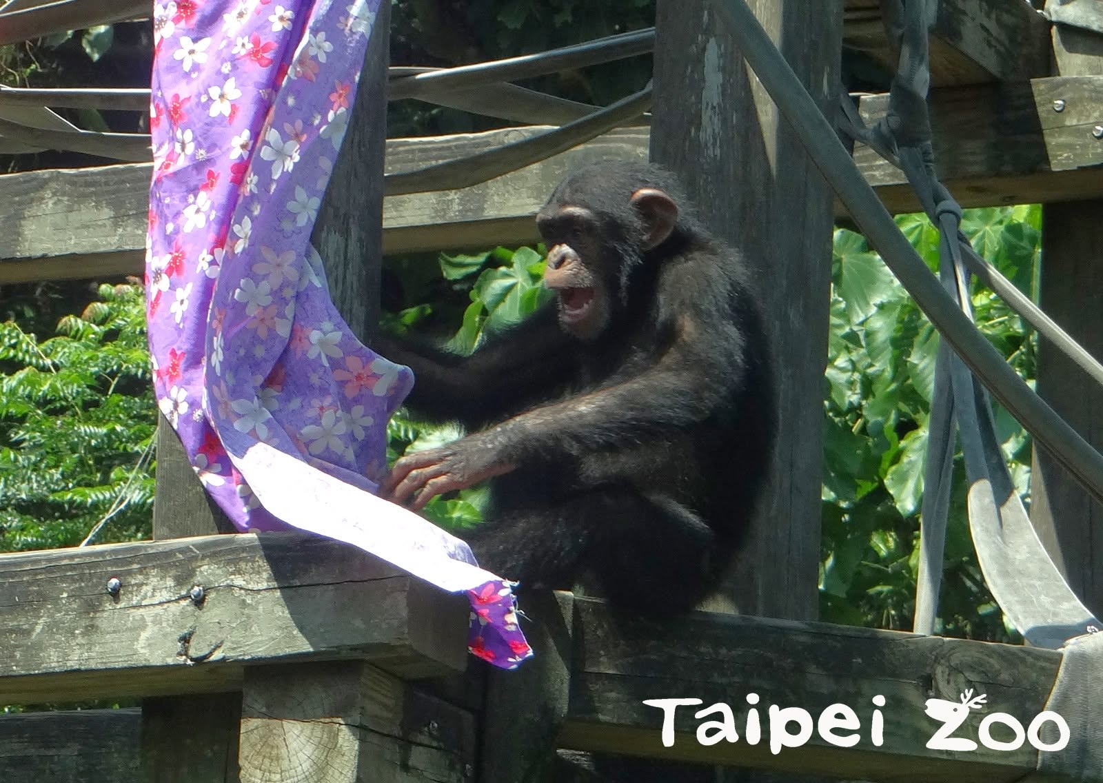 台北市立動物園驚傳2隻黑猩猩逃脫,目前2隻都已被帶回,圖為11歲的「娃智」。(翻攝自台北市立動物園臉書)